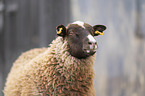 Shetland sheep