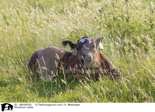 Shorthorn cattle / AM-06000