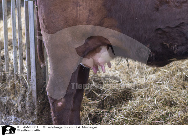 Shorthorn cattle / AM-06001
