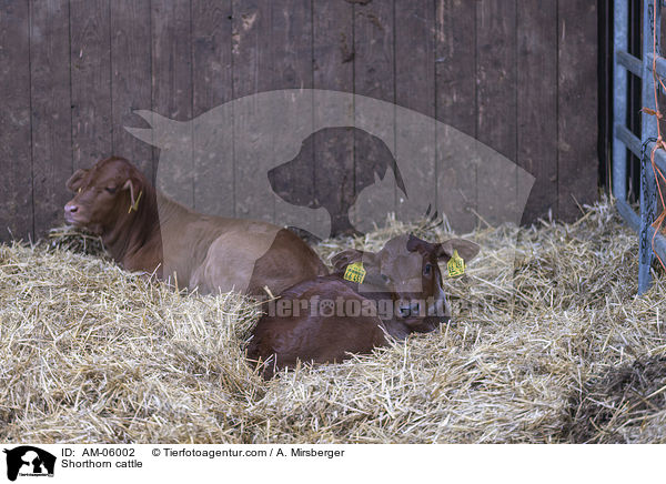Shorthorn-Rinder / Shorthorn cattle / AM-06002