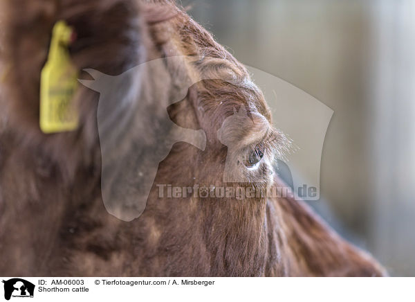 Shorthorn-Rind / Shorthorn cattle / AM-06003