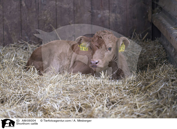 Shorthorn-Rind / Shorthorn cattle / AM-06004