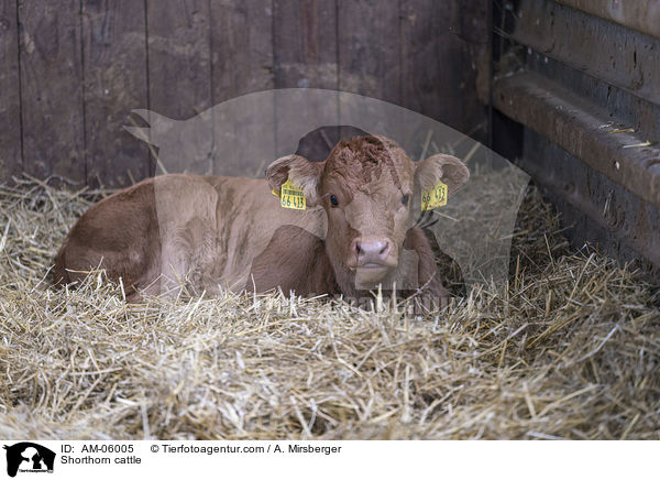 Shorthorn cattle / AM-06005
