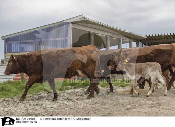 Shorthorn cattle / AM-06006