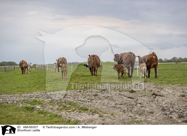 Shorthorn-Rinder / Shorthorn cattle / AM-06007