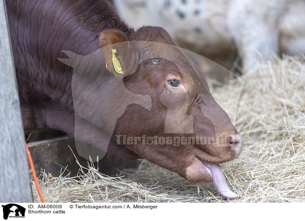 Shorthorn cattle / AM-06009