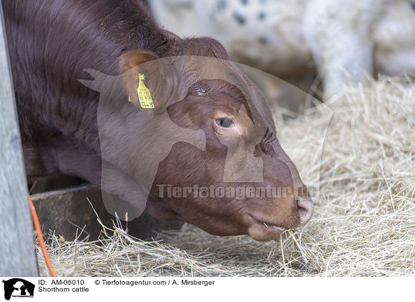 Shorthorn cattle / AM-06010