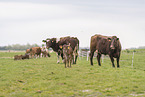 Shorthorn cattle