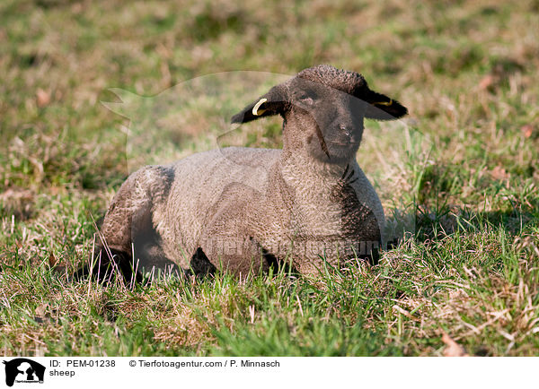 Shropshire-Schaf / sheep / PEM-01238