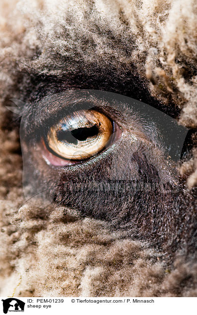 Shropshire-Schaf Auge / sheep eye / PEM-01239