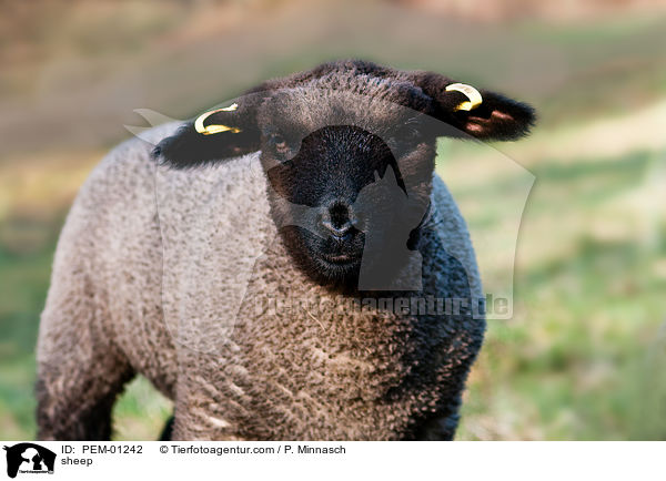 Shropshire-Schaf / sheep / PEM-01242