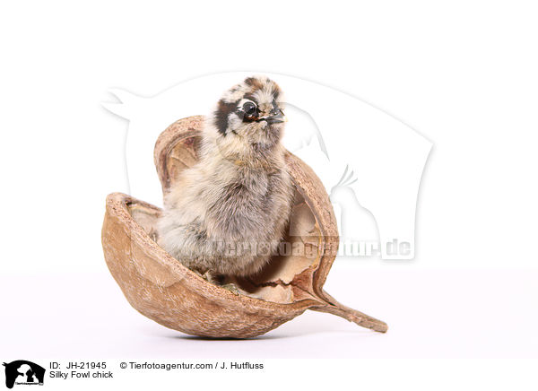 Silky Fowl chick / JH-21945
