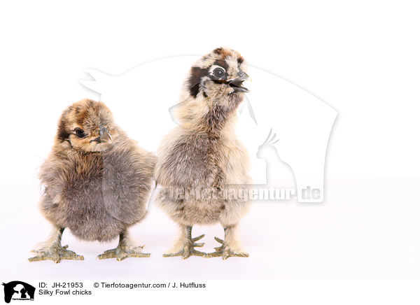 Silky Fowl chicks / JH-21953