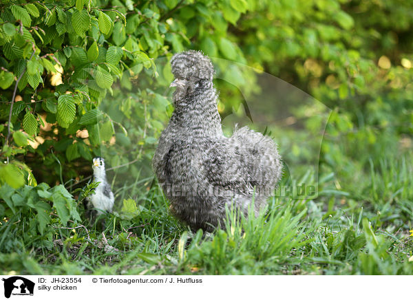 silky chicken / JH-23554