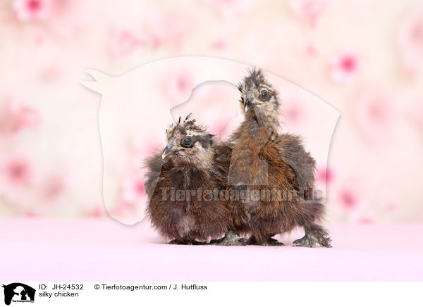 silky chicken / JH-24532
