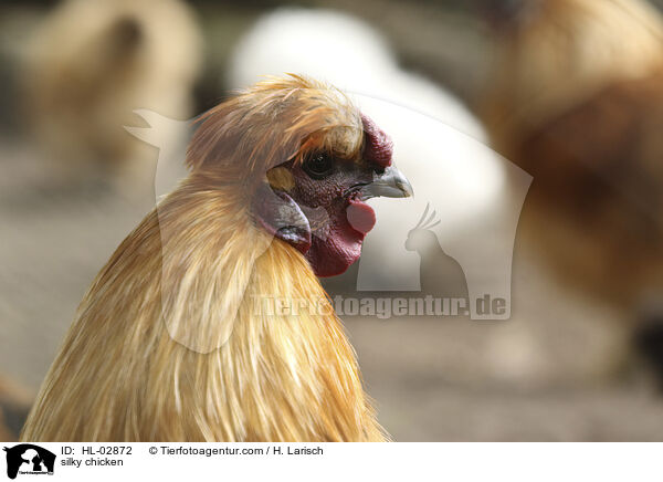 silky chicken / HL-02872