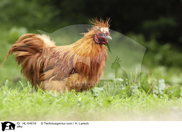 Seidenhuhn / silky / HL-04616