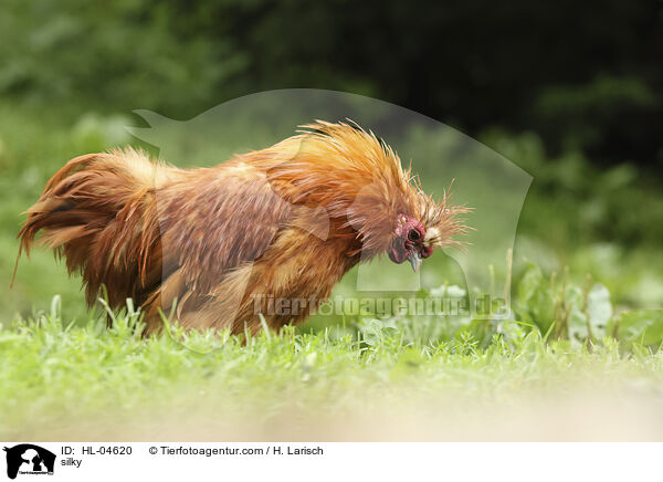 Seidenhuhn / silky / HL-04620