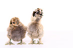 Silky Fowl chicks