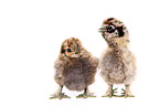 Silky Fowl chicks