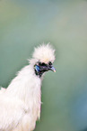 silky chicken