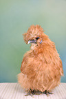 silky chicken