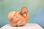 silky chicken