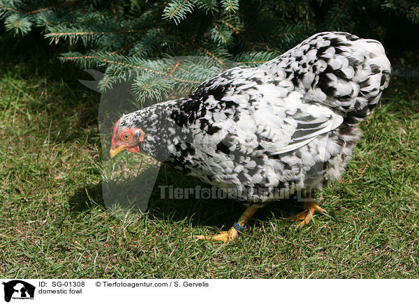 Zwerg-Wyandotte / domestic fowl / SG-01308