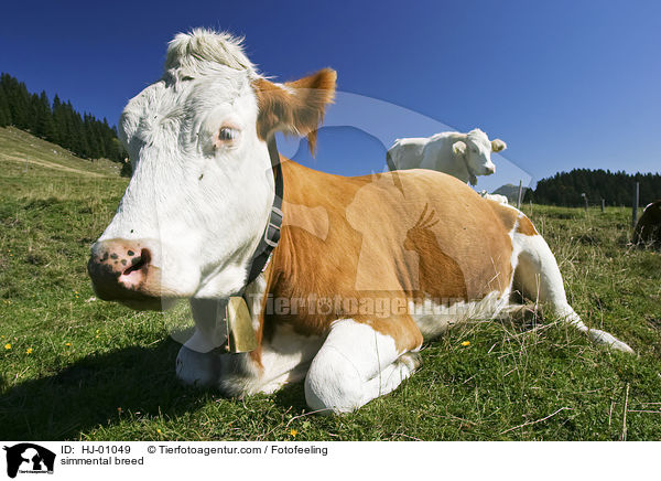 Fleckvieh / simmental breed / HJ-01049