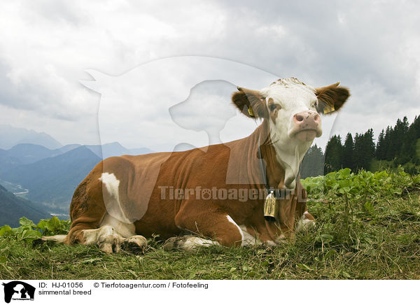 Fleckvieh / simmental breed / HJ-01056