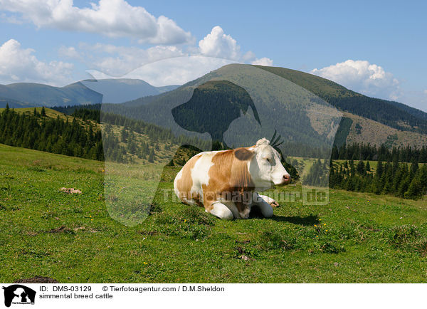 Fleckvieh / simmental breed cattle / DMS-03129