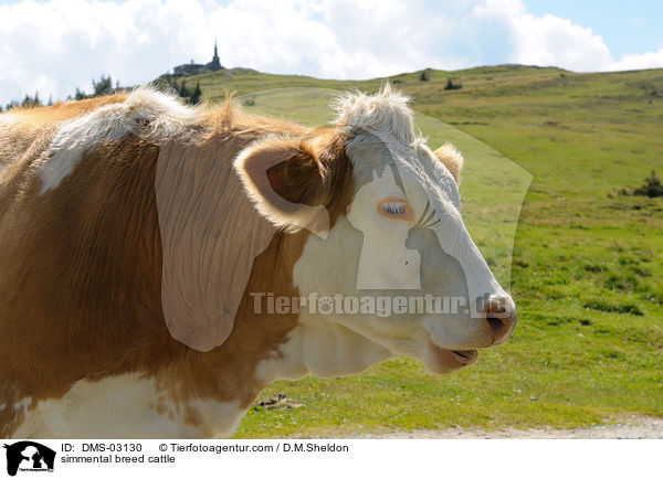 Fleckvieh / simmental breed cattle / DMS-03130