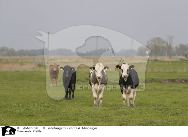 Fleckvieh / Simmental Cattle / AM-05820
