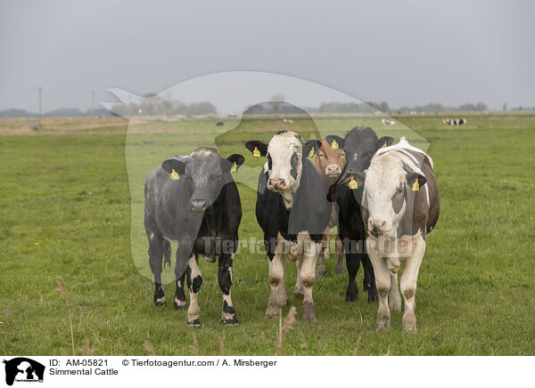 Fleckvieh / Simmental Cattle / AM-05821
