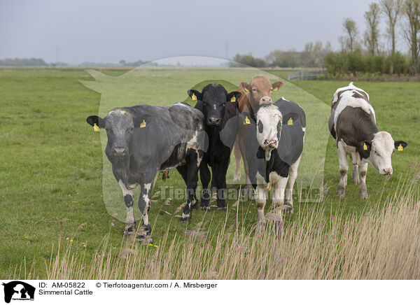 Fleckvieh / Simmental Cattle / AM-05822