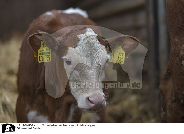 Fleckvieh / Simmental Cattle / AM-05825