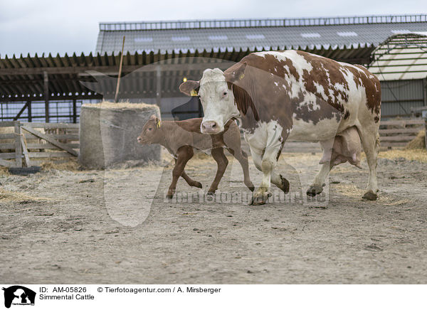 Fleckvieh / Simmental Cattle / AM-05826