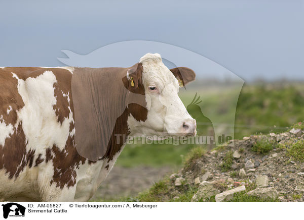 Fleckvieh / Simmental Cattle / AM-05827