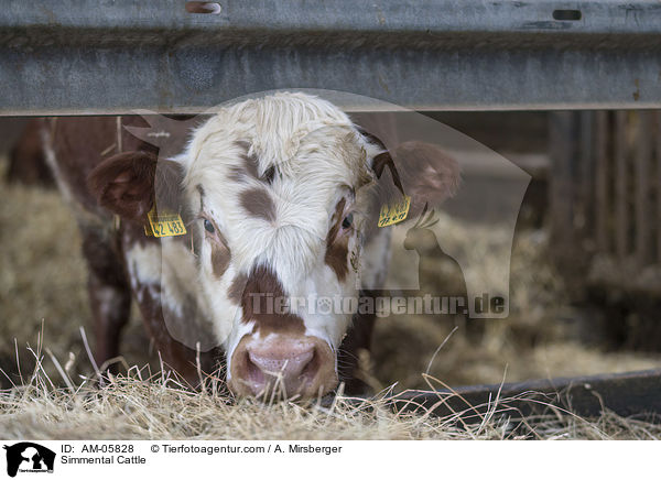 Fleckvieh / Simmental Cattle / AM-05828