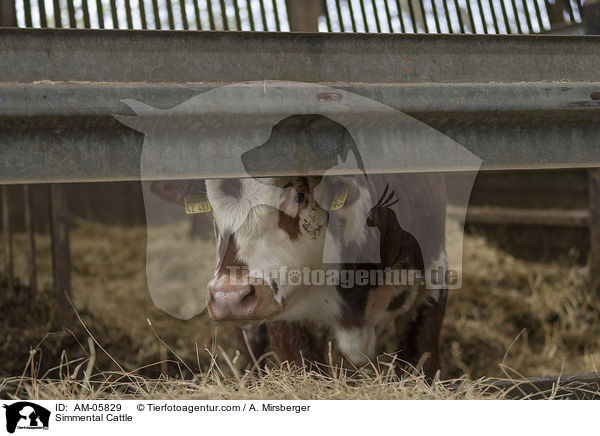 Fleckvieh / Simmental Cattle / AM-05829