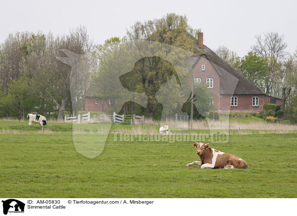 Fleckvieh / Simmental Cattle / AM-05830