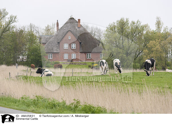 Fleckvieh / Simmental Cattle / AM-05831