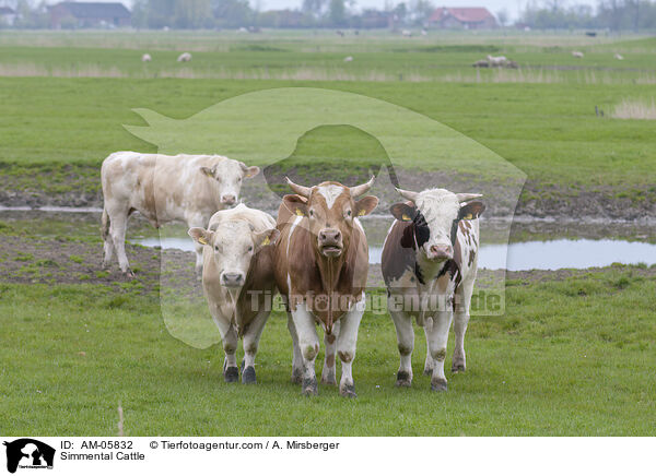 Fleckvieh / Simmental Cattle / AM-05832
