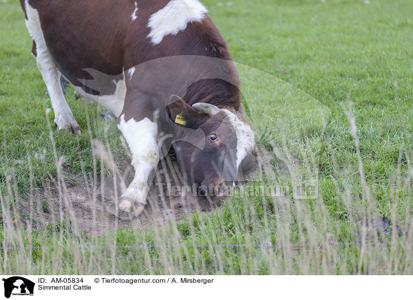 Fleckvieh / Simmental Cattle / AM-05834