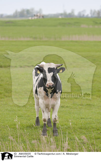 Simmental Cattle / AM-05835