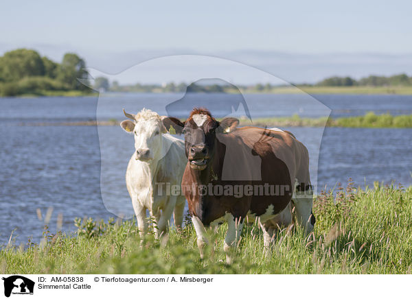 Fleckvieh / Simmental Cattle / AM-05838