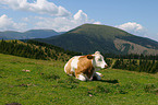 simmental breed cattle