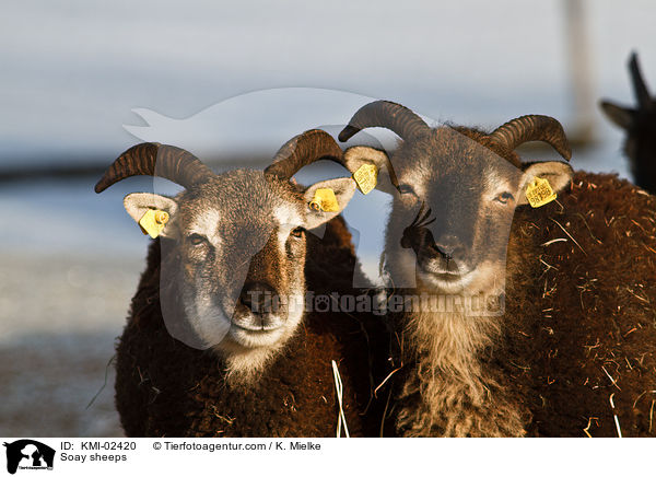 Soayschafe / Soay sheeps / KMI-02420