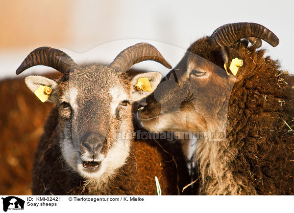 Soay sheeps / KMI-02421