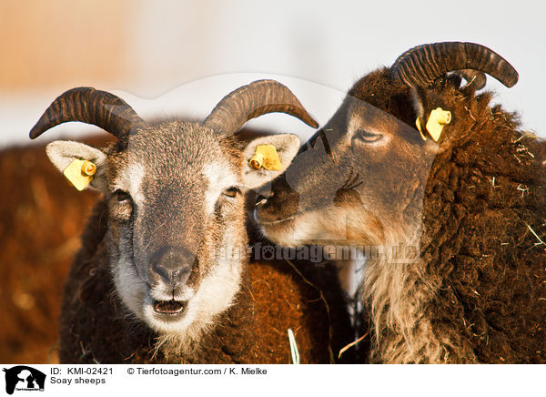 Soayschafe / Soay sheeps / KMI-02421